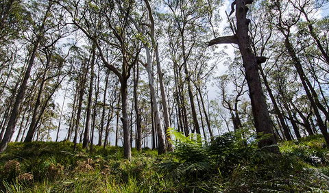 Mummel Gulf National Park - Find Attractions 1