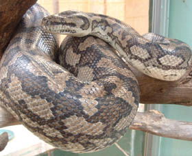 Armadale Reptile Centre - Find Attractions 0