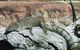 Armadale Reptile Centre - thumb 2