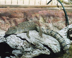 Armadale Reptile Centre - Find Attractions 2