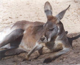 Armadale Reptile Centre - Find Attractions 3