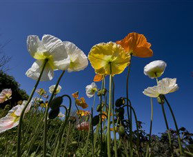 Hunter Valley Gardens - Find Attractions 3