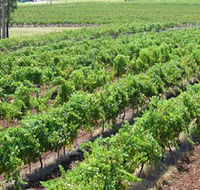 Pokolbin Brothers Wines Hunter Valley - Find Attractions