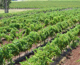Pokolbin Brothers Wines Hunter Valley - Find Attractions 0