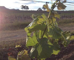 Drayton's Family Wines - Find Attractions 1