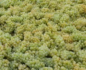 Normanby Wines - Find Attractions 0