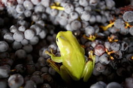 Normanby Wines - Find Attractions 2
