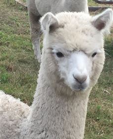 Storybook Alpacas Bargo