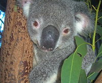 Hunter Valley Zoo
