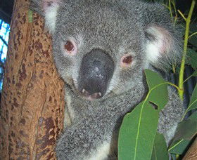 Hunter Valley Zoo - Find Attractions 0