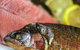 Lovedale Smokehouse Gourmet Pantry, Cafe And Masterclasses - thumb 0