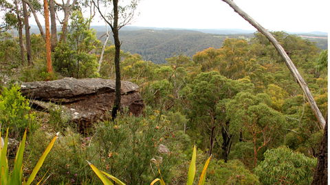 Mount Olive Lookout - Find Attractions 2