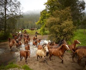 Glenworth Valley Horse Riding - Find Attractions 0