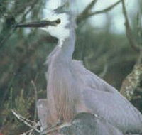 Jack Smith Lake State Game Reserve - Find Attractions