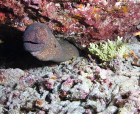 Anchor Bommie Dive Site - Find Attractions 1