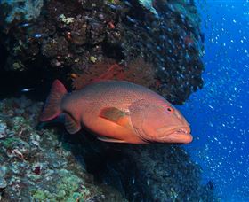 Anchor Bommie Dive Site - Find Attractions 0