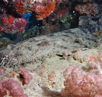 Lighthouse Bommies Dive Site - Find Attractions