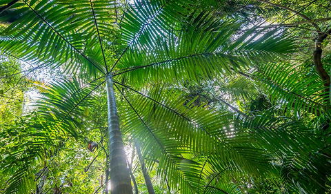Palm Grove Nature Reserve - Find Attractions 3