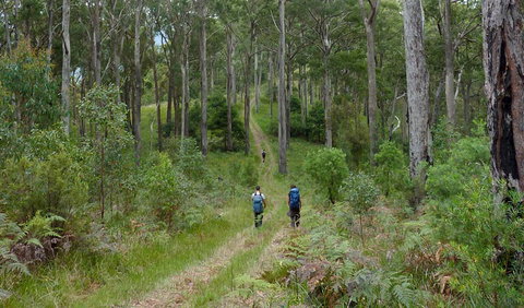The Green Gully Track - Find Attractions 0