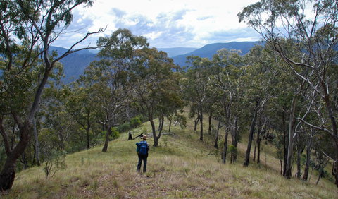 The Green Gully Track - Find Attractions 1