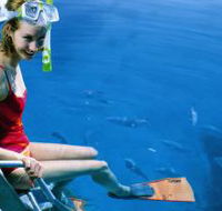 Roy Rufus Artificial Reef Dive Site - Find Attractions