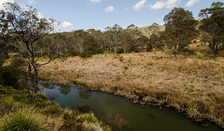 Werrikimbe National Park Yarrowitch