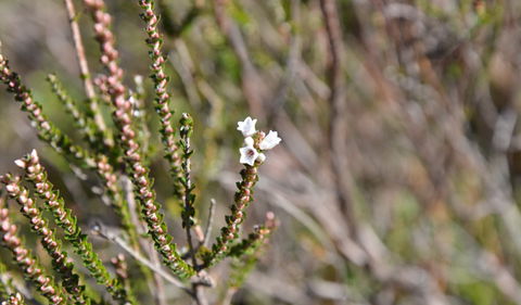 Cambewarra Range Nature Reserve - Find Attractions 2