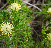 Illawarra lookout walking track - Find Attractions