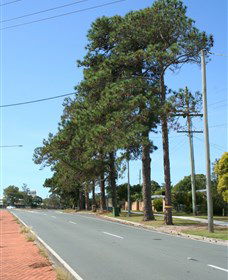Anzac Memorial Avenue, Redcliffe - Find Attractions 1