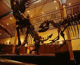 Australian Museum - Find Attractions 1