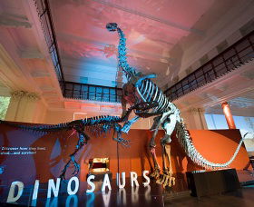 Australian Museum - Find Attractions 0