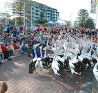 Pelican Feeding - Find Attractions