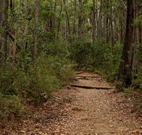 Pigeon House Mountain Didthul walking track - Find Attractions
