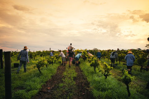 Tyrrells Vineyards - Find Attractions 1