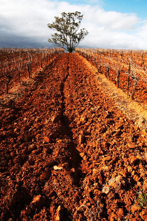 Tyrrells Vineyards - Find Attractions 3