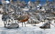Cooloola Nature - thumb 0