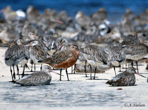Cooloola Nature - Find Attractions 0