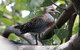 Cooloola Nature - thumb 1