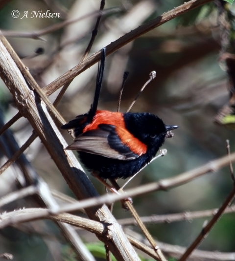 Cooloola Nature - Find Attractions 7