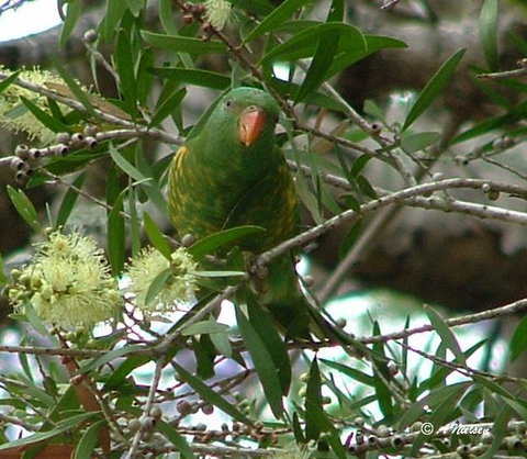 Cooloola Nature - Find Attractions 8
