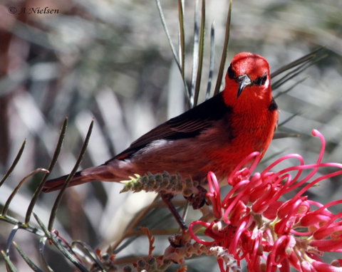 Cooloola Nature - Find Attractions 9