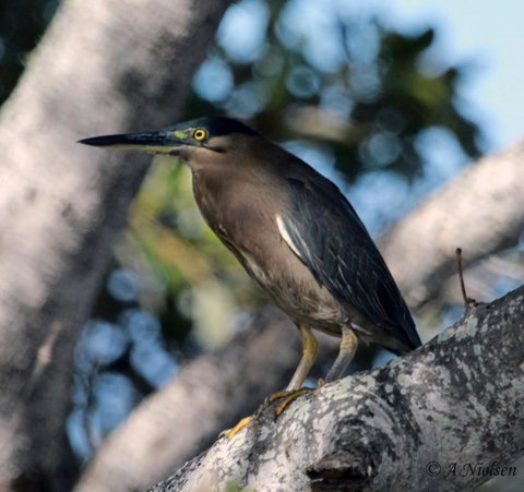 Cooloola Nature - Find Attractions 10
