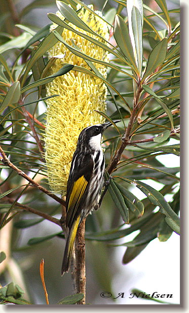 Cooloola Nature - Find Attractions 11