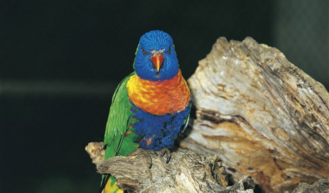 Wyrrabalong National Park - Find Attractions 1