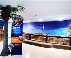 Sea Life Sunshine Coast - Find Attractions 2