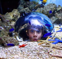 Sea Life Sunshine Coast - Find Attractions