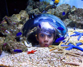 Sea Life Sunshine Coast - Find Attractions 0