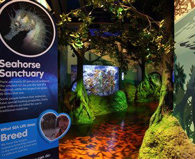 Sea Life Sunshine Coast - Find Attractions 3