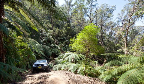 Wadbilliga Road Drive - Find Attractions 3