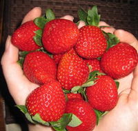 The Strawberry Farm - Find Attractions